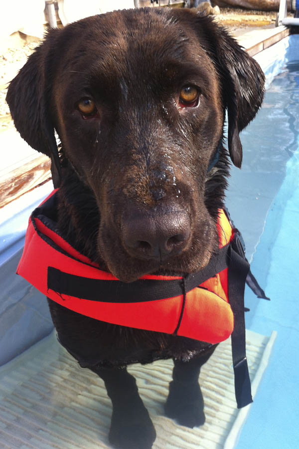 Choc. Lab Baron